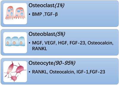 The Role of Osteokines in Sarcopenia: Therapeutic Directions and Application Prospects